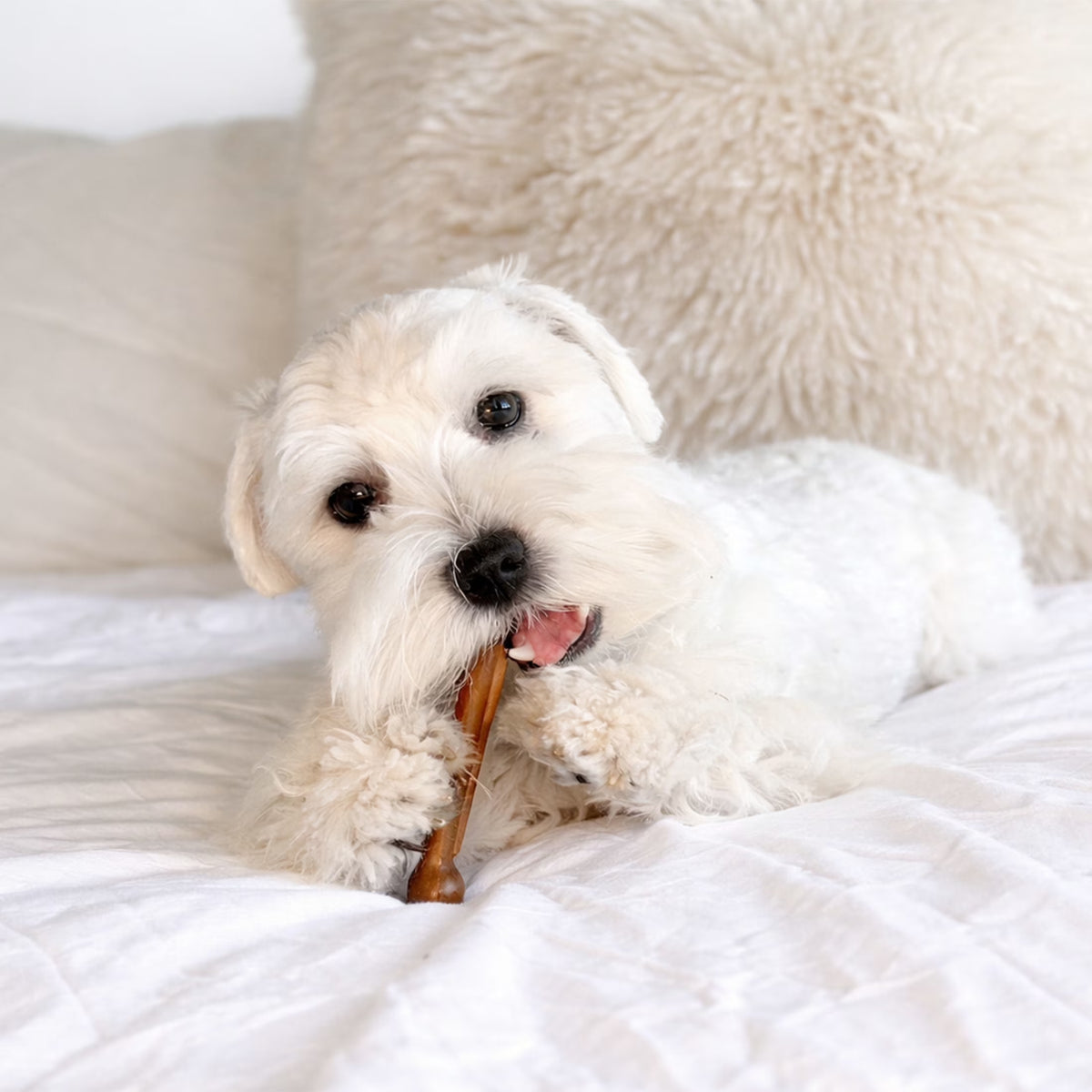 Strong Chew Textured Bone Dog Toy, Dog Chew Toy, Made with Real Beef & Chicken, X-Small, 2-Pack